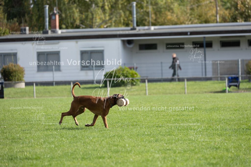 _16A6600 | Einzigartige Fotos von Hunden & Menschen –Actionfotos, Portraits, Vereinsaufnahmen & Paarshootings – authentisch, lebendig & mit Herz.
