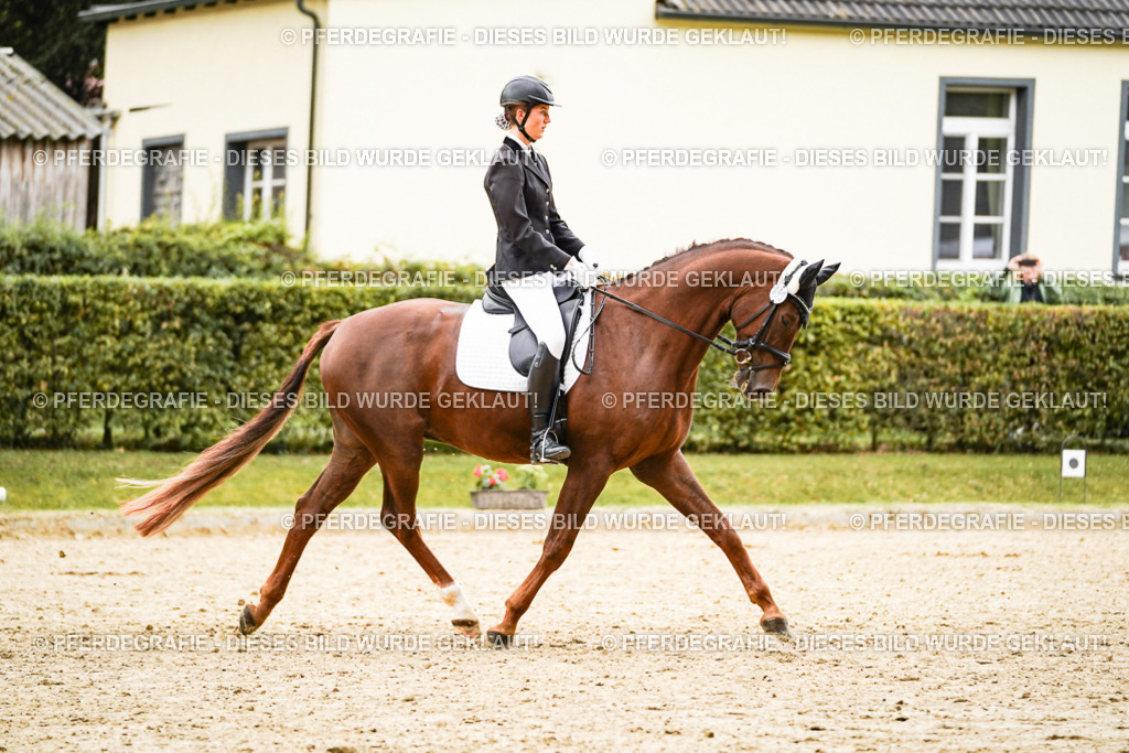 DSC08654 | Pferdegrafie