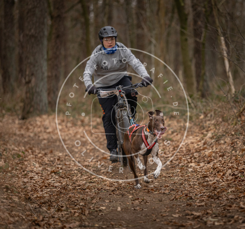 Pfotenfotografie_DV3A7087 | Hundefotografie, Tierfotograf, Pfotenfotografie, Fotoshooting Hund, Hunde Portrait, Hundesport, Hundeportraits, Heideshooting, Hunde, Sportfotograf, Hundefotograf, Turnierhundsport, THS,  - Realisiert mit Pictrs.com