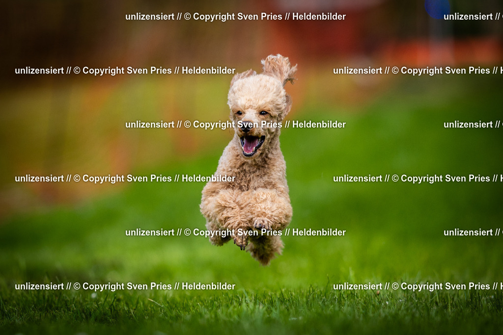 Sven Pries | 2025-04-13 - Hunderennen Baden-Baden - Realisiert mit Pictrs.com