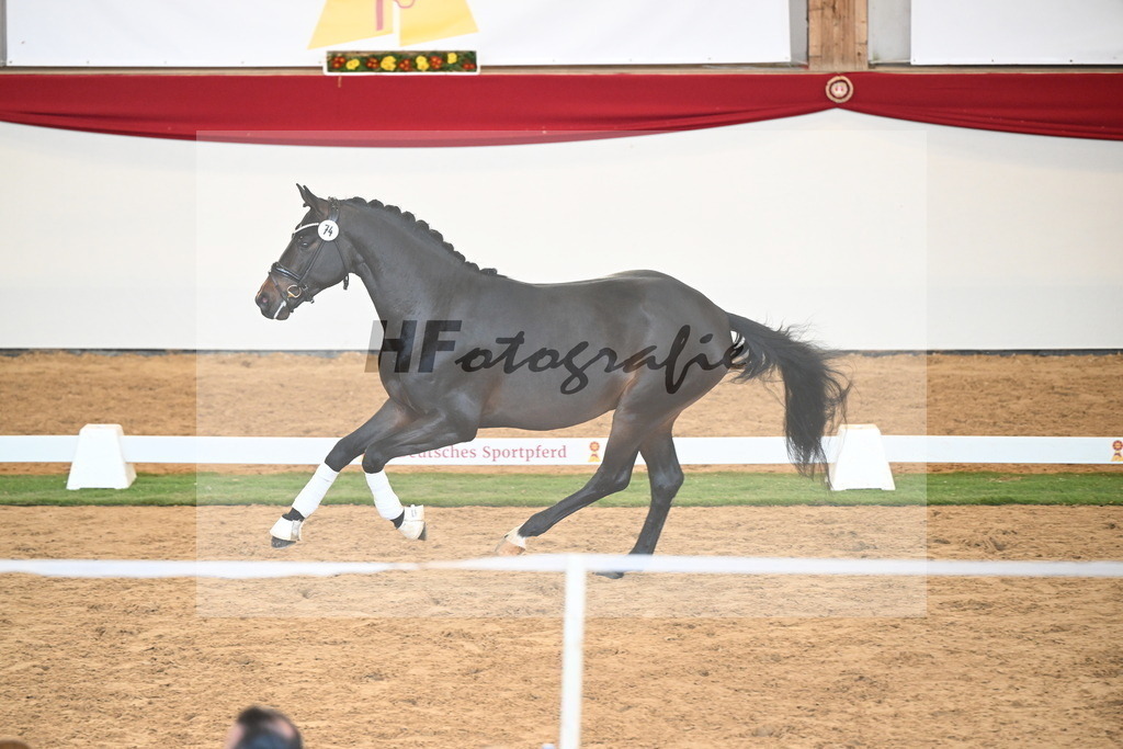 Kat.-Nr. 74 v. Quaterback_Mieleszko-Vekens_2250661 | hf-fotografie - Realisiert mit Pictrs.com