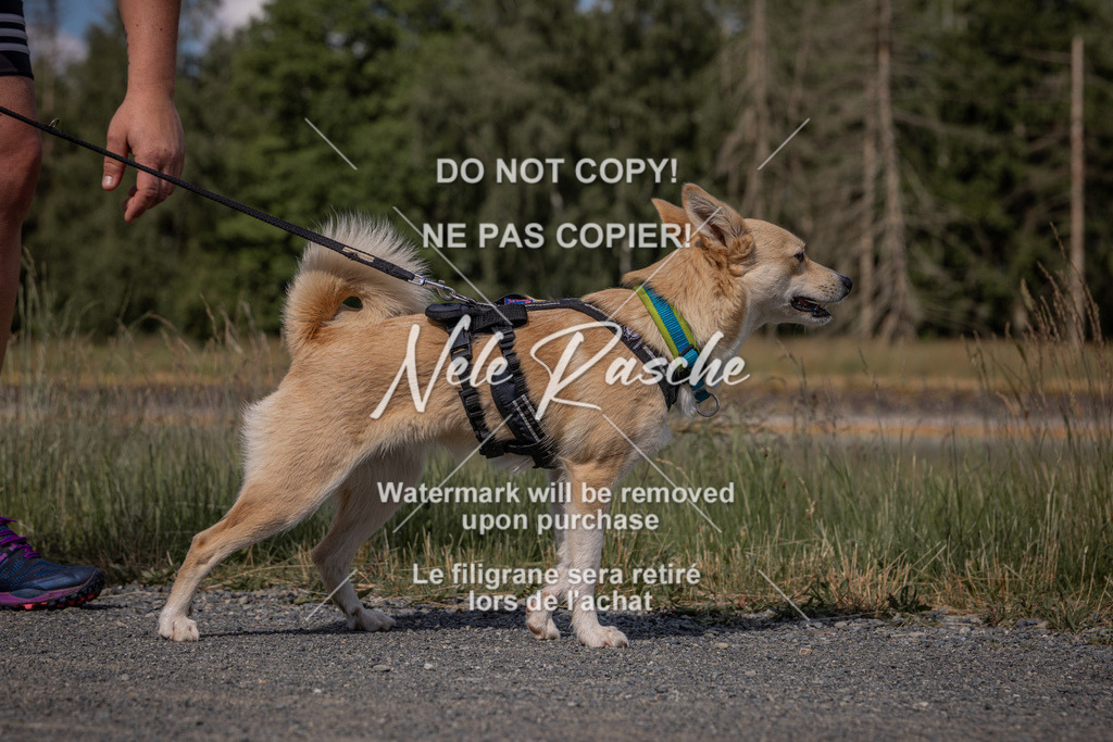 nelerasche_BuHu2026_SaCC10-11_76 | nelerasche