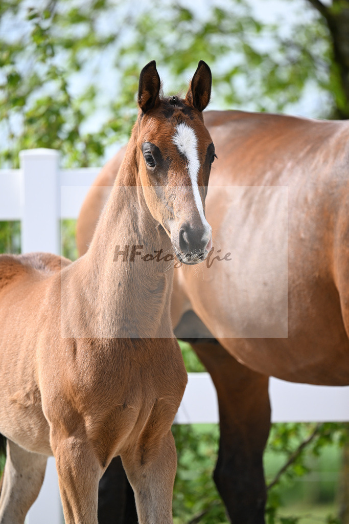 Kat-Nr. 811 HF v. Grey Tonic x Sir Donnerhall I_Rieder_23260193 | hf-fotografie - Realisiert mit Pictrs.com