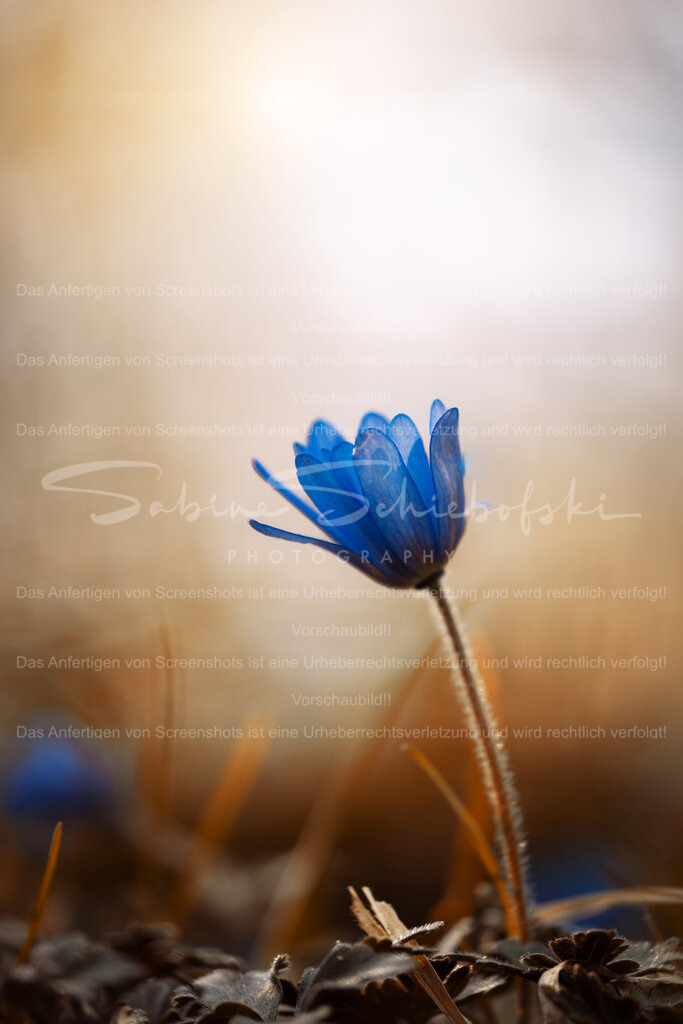 Moody Moment | People- und Tierfotografie, Imageaufnahmen, Veranstaltungsfotografie und Wandbilder aus der Natur ★ Made in Germany ✔️ Druck + Downloads ✔️ Naturfotografie in Top Qualität ★ schneller Versand, weltweite Lieferung! - Realisiert mit Pictrs.com