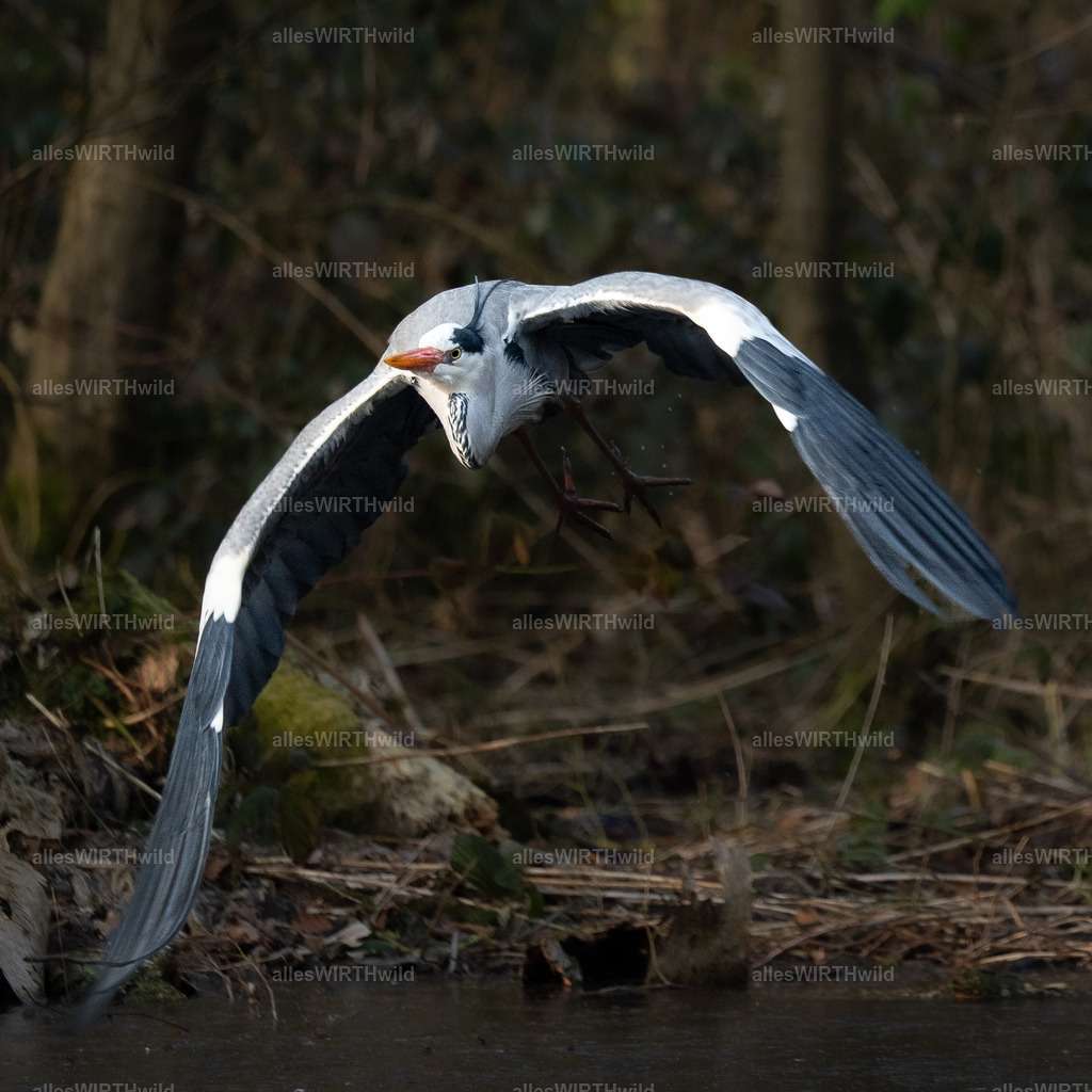 Daniel Wirth - www.allesWIRTHwild.de -7IV09233 | Entdecke die faszinierende Welt der Natur- und Wildlife-Fotografie von Daniel und Bärbel. Inspirierende Bilder von wilden Tieren und kleinen Naturwundern.