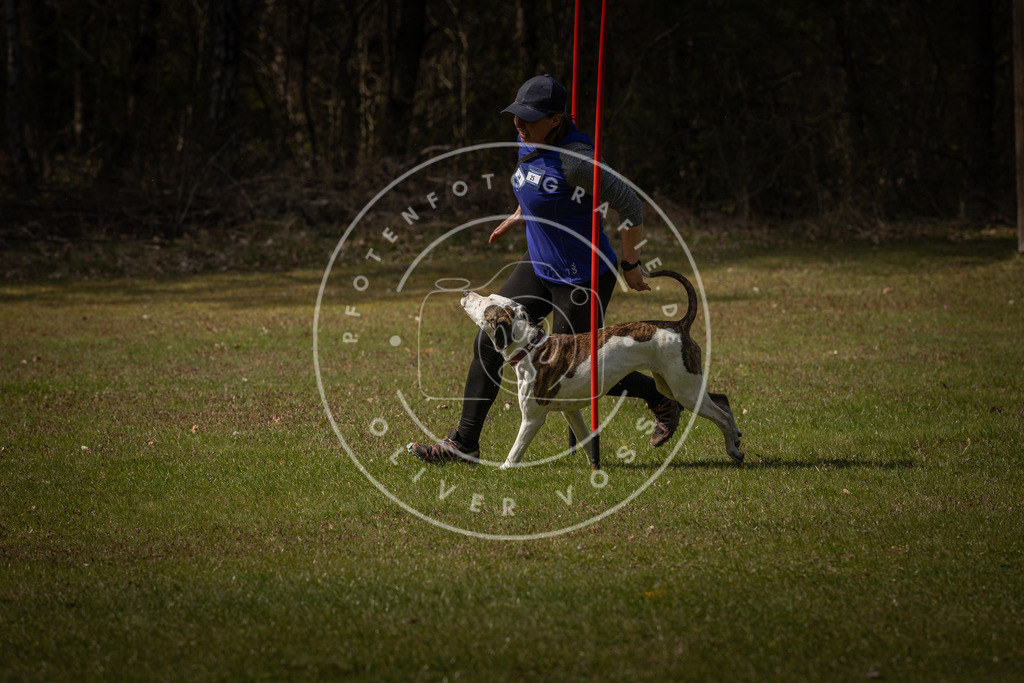Pfotenfotografie_DV3A4634 | Hundefotografie, Tierfotograf, Pfotenfotografie, Fotoshooting Hund, Hunde Portrait, Hundesport, Hundeportraits, Heideshooting, Hunde, Sportfotograf, Hundefotograf, Turnierhundsport, THS,  - Realisiert mit Pictrs.com