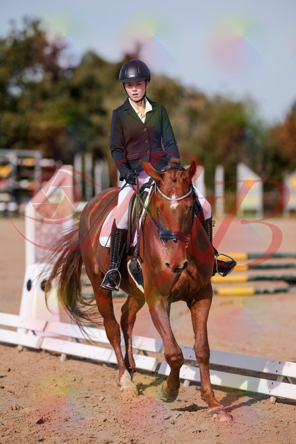 2026_10_03_Siefer-Hof_114133_Z81_84650607 | Professionelle Reitsport-, Turnier- und Eventfotografie von Robert Broda. Galerien mit ausgewählten und bearbeiteten Bildern direkt online ansehen und bestellen.