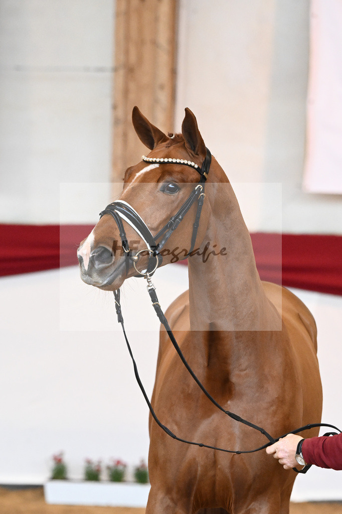 Kat-Nr. 53 Va Bene x Locksley III_Albert_43230924 | hf-fotografie - Realisiert mit Pictrs.com