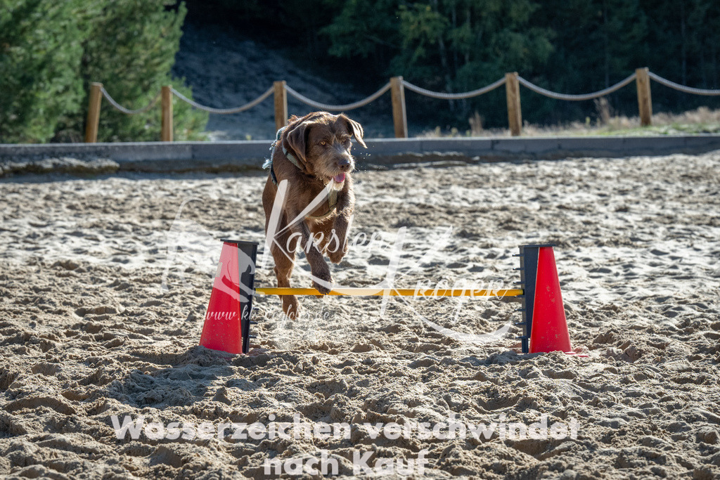 1140_ZZ91701 | kk-dogfotos