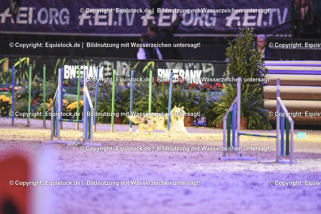 20231115_Dog-Agility_0223_TOMsPiC | Foto: Thomas Hartig