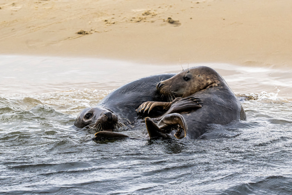 Intime Spielszene zweier Kegelrobben im Wasser vor Texel: Körperkontakt an der Sandbank | Zwei Kegelrobben balgen sich sanft im flachen Nordseewasser direkt am feinsandigen Strand einer Sandbank vor der Insel Texel. Die Nahaufnahme zeigt, wie sich die Meeressäuger im seichten Wasser eng umklammern und spielerischen Körperkontakt suchen. Das ausdrucksstarke Naturmotiv dokumentiert das Sozialverhalten der Tiere im Nationalpark Wattenmeer. Ideal geeignet für redaktionelle Berichte über Wildtierverhalten, Artenschutz, Fauna der Nordsee sowie Naturfotografie in den Niederlanden. - Realisiert mit Pictrs.com