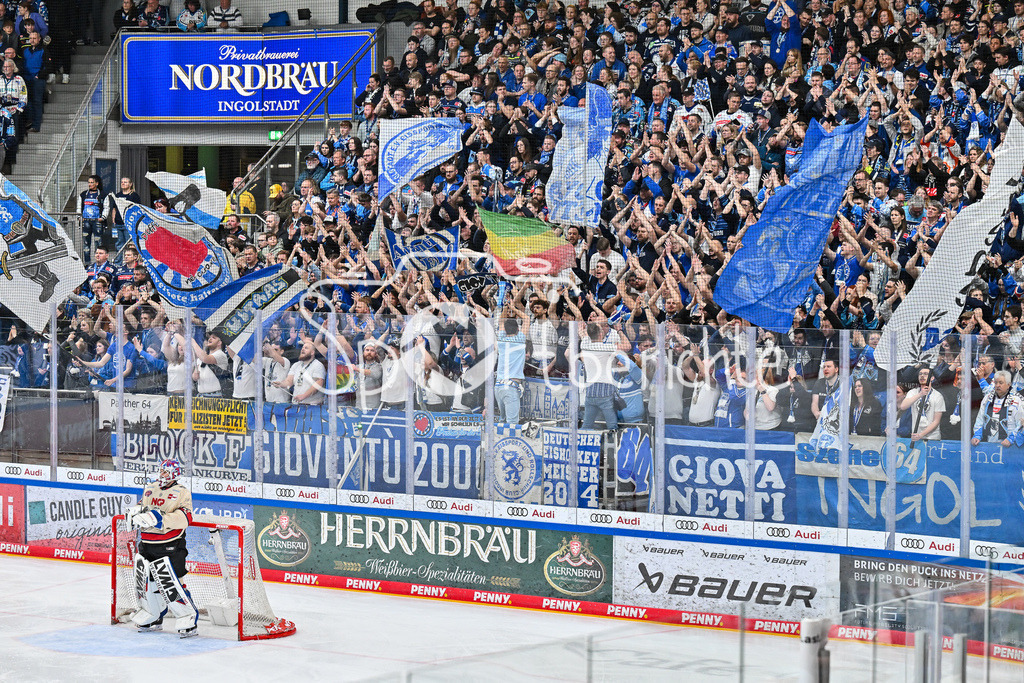 ERC Ingolstadt - Nuernberg Ice Tigers | Die Fans der Schanzer unterstuetzen ihre Mannschaft / Ultras / DEL: ERC Ingolstadt - Nuernberg Ice Tigers, Saturn Arena am 21.03.2025