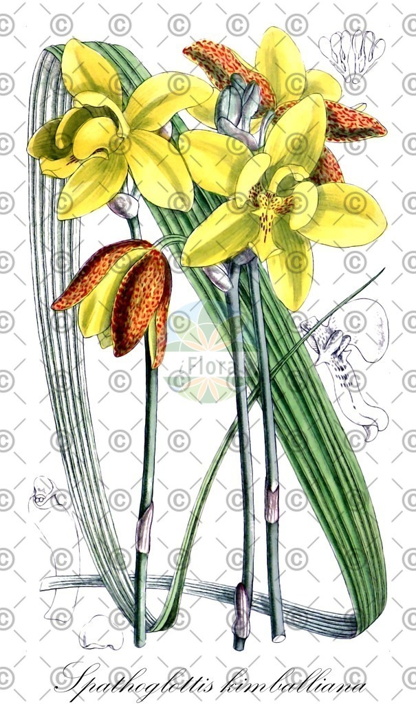 HistAbb_wfo-0000312169_1_ENZY_Simple | Historische Abbildung von Spathoglottis kimballiana - Orchidaceae | Historical Illustration of Spathoglottis kimballiana - Orchidaceae