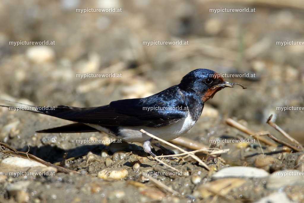 Rauchschwalbe-094 | Das Bilderarchiv über Tiere, Planzen und Landschaften. In der Bilddatenbank finden Sie ein große Auswahl an hochwertigen Bilder für Ihre Werbung - Realisiert mit Pictrs.com