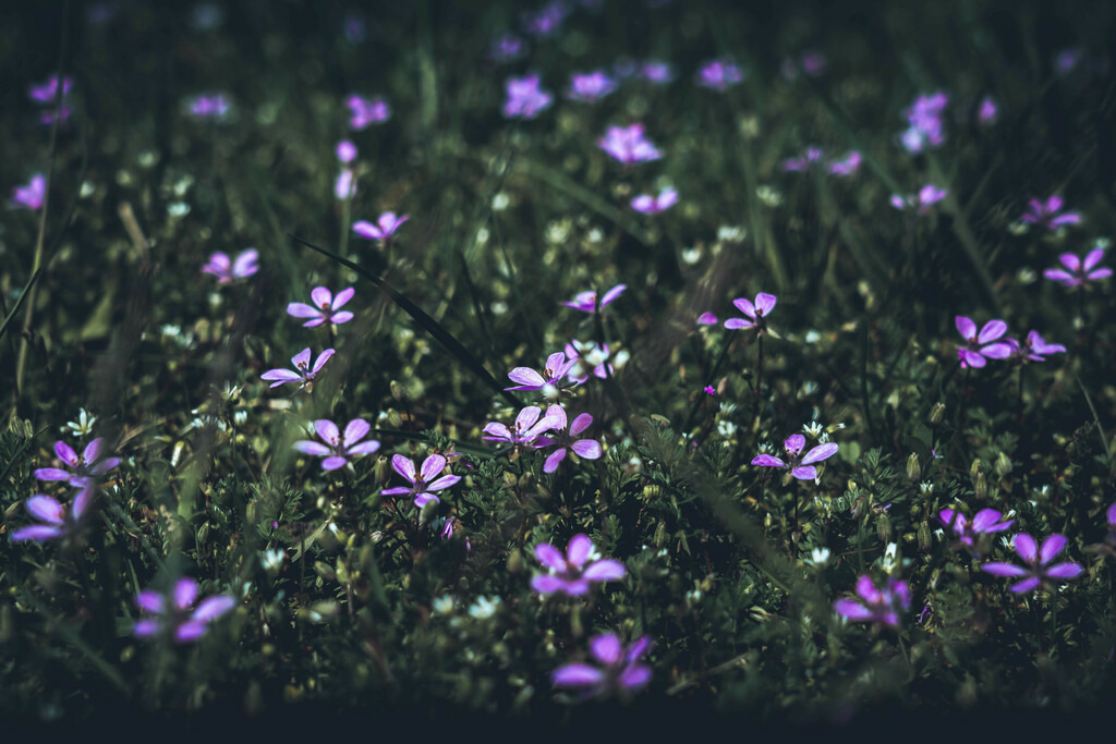 DSC09322-lightroom | Fotografie, Dresden, Marcus Wagner, Landschaftsfotografie, Tierfotografie, Architekturfotografie - Realisiert mit Pictrs.com