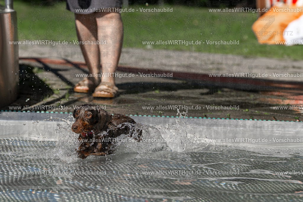 Hundeschwimmen_Volksbad_2026-allesWIRTHgut_Tierfotografie-2609061342-FAY06828 | Professionelle Tierfotografie in Mönchengladbach von Daniel Wirth (allesWIRTHgut). Liebevolle & natürliche Bilder von Hunden & Katzen für unvergessliche Erinnerungen.