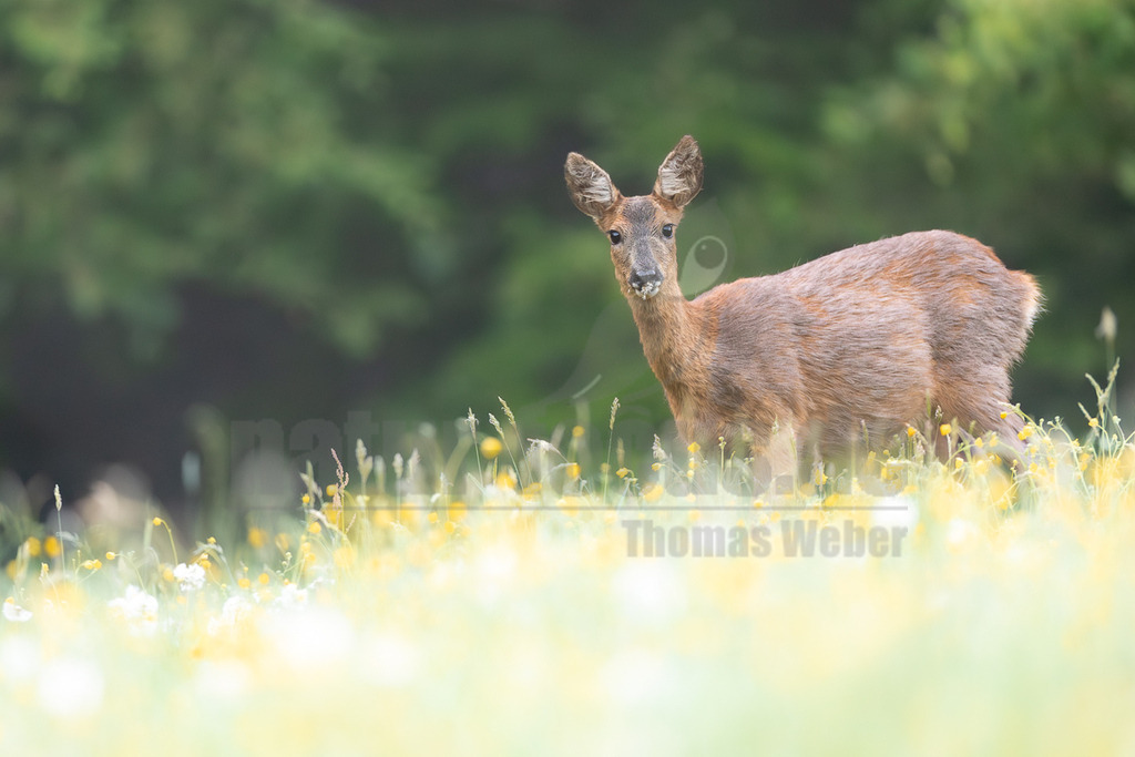 R6M39248_20260509 | Ein weibliches Reh (Capreolus capreolus) steht in einer weitläufigen, blühenden Wiese, die mit zahlreichen gelben und weißen Blumen übersät ist. Das Reh blickt aufmerksam in die Kamera und hat einige Pflanzenreste um das Maul, was darauf hindeutet, dass es gerade frisst. Im Hintergrund ist ein unscharfer grüner Wald oder Buschwerk zu sehen. - Realisiert mit Pictrs.com