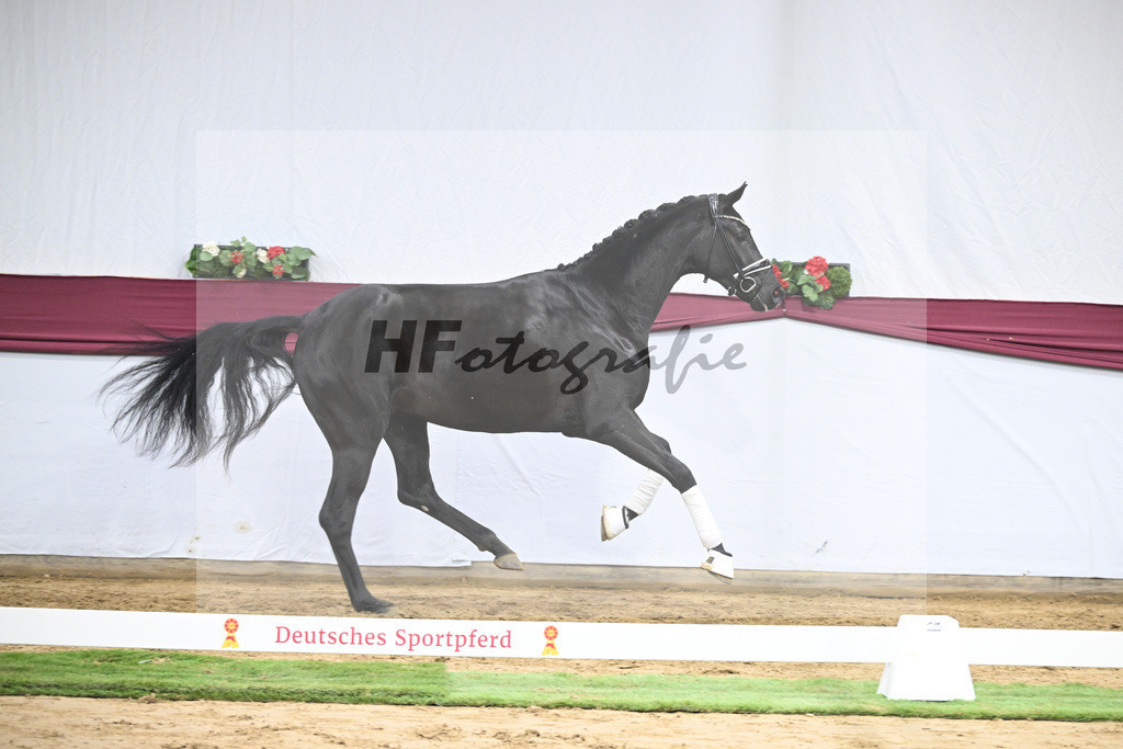 Kat-Nr. 56 Fair Deal x Fuerst Heinrich_Wilhelm u. Marvin Klausing GbR_47252109 | hf-fotografie - Realisiert mit Pictrs.com