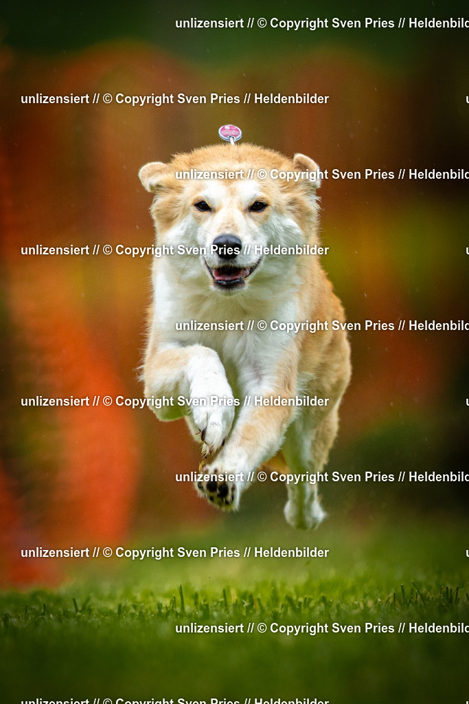 Sven Pries | 2025-09-21 - Hunderennen Baden-Oos - Realisiert mit Pictrs.com