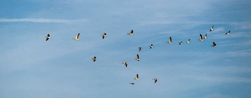 Vogelschwarm im Zug über Texel am blauen Sommerhimmel | Ein Schwarm Wildgänse zieht in loser Formation über den leicht bewölkten, blauen Himmel über der Insel Texel. Das weitläufige Motiv vermittelt die Freiheit und Dynamik des Vogelzugs an der holländischen Küste. Es eignet sich hervorragend für redaktionelle Beiträge zu Themen wie Zugvögel, Ornithologie, Tierwanderung, Naturschutzgebiet Wattenmeer sowie saisonale Naturphänomene. - Realisiert mit Pictrs.com
