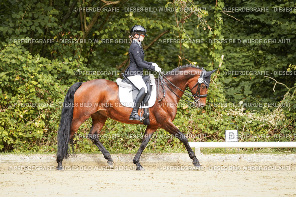 DSC01809 | Pferdegrafie