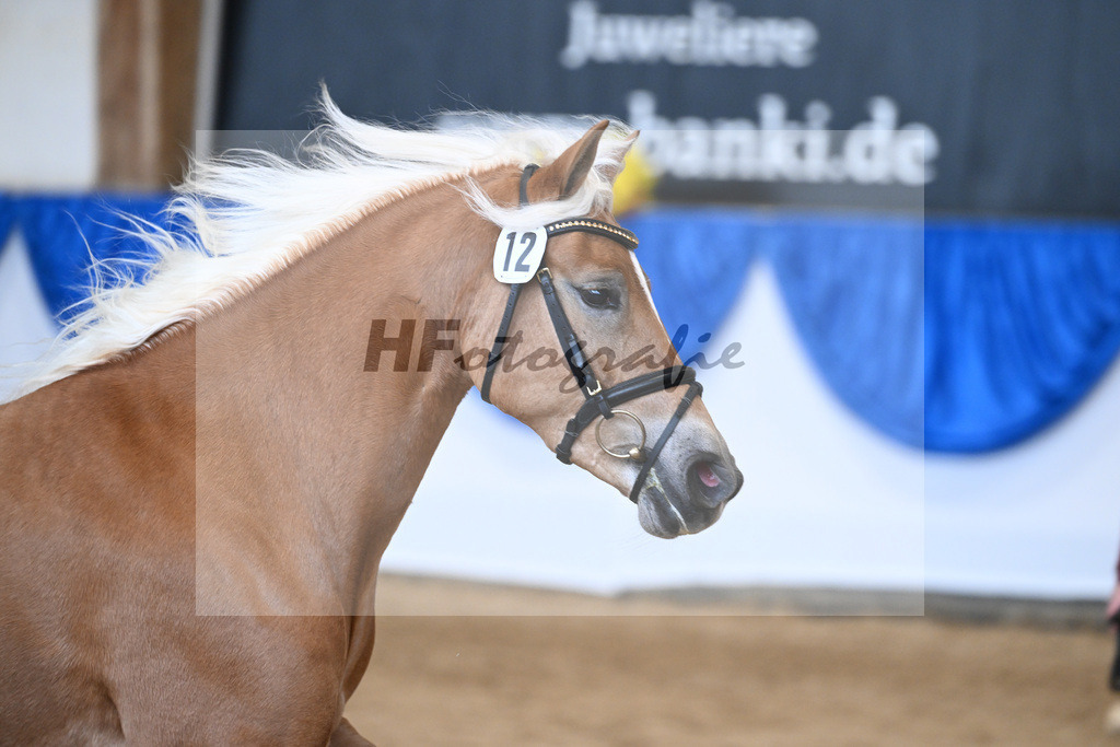 Bl. Band Kat-Nr. 12 Baghira v. Schampus_Czernoch_48251477 | hf-fotografie - Realisiert mit Pictrs.com