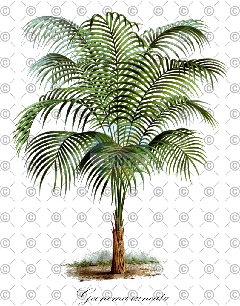 HistAbb_2671_1_FLORAD_SIMPLE | Historische Abbildung von Geonoma cuneata - Arecaceae | Historical Illustration of Geonoma cuneata - Arecaceae
