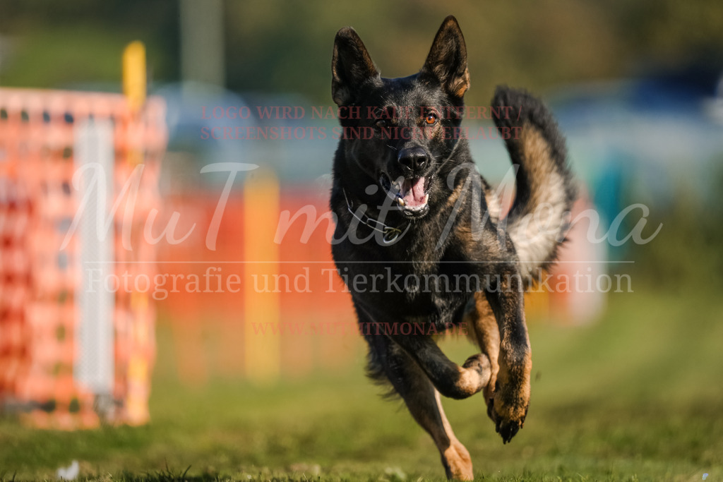 20250928_Hunderennen-108 | MuT (Mensch und Tier) mit Mona - Fotografie und Tierkommunikation - Realisiert mit Pictrs.com