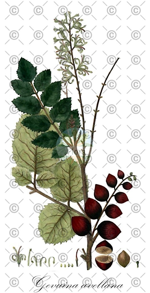 HistAbb_wfo-0000702530_1_ENZY_Simple | Historische Abbildung von Gevuina avellana - Proteaceae | Historical Illustration of Gevuina avellana - Proteaceae