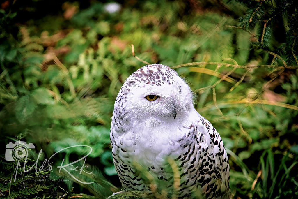 Schneegeist | Entdecken Sie Fotografie aus Leidenschaft: Auftragsfotografie, HD-Fotos, Geschenkartikel aus Ihren Bildern und vieles mehr. Beauftragen Sie uns für besondere Momente!