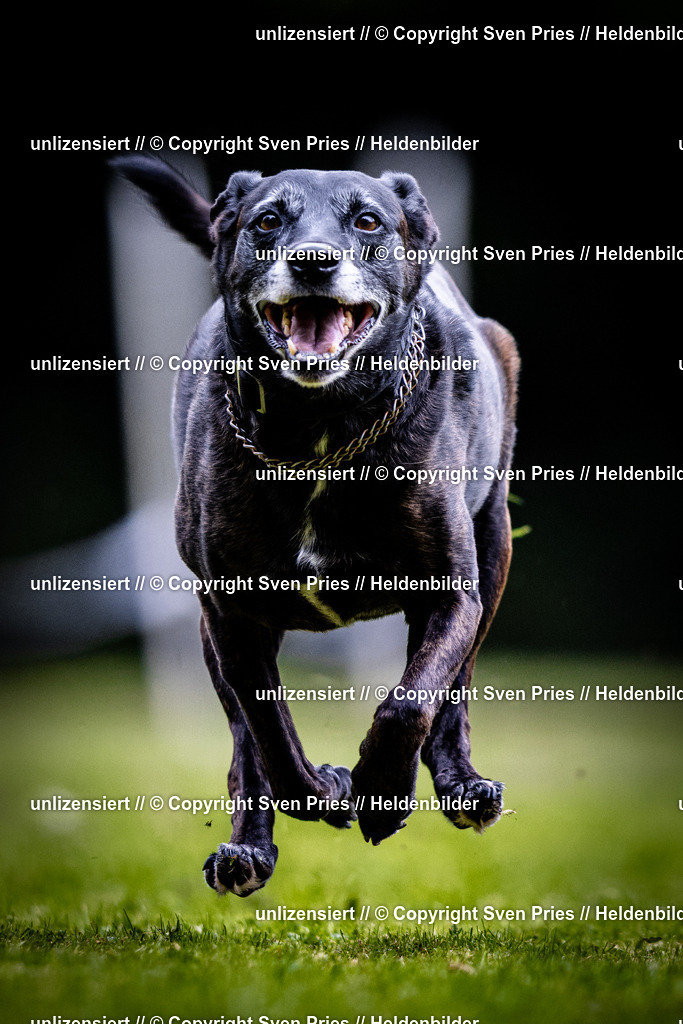 Sven Pries | 2025-10-03 - Hunderennen Obergrombach - Realisiert mit Pictrs.com