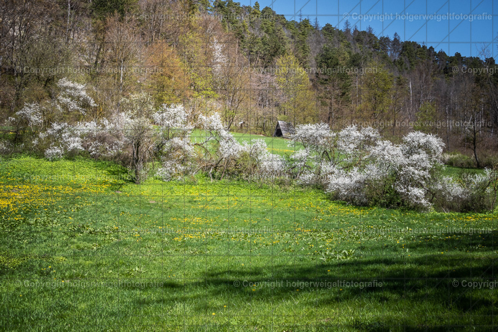 Wiese | Kaufen sie online außergewöhnliche Fotografien auf Leinwand Acrylglas Fotoprint Aludibond von holgerweigeltfotografie - Realisiert mit Pictrs.com