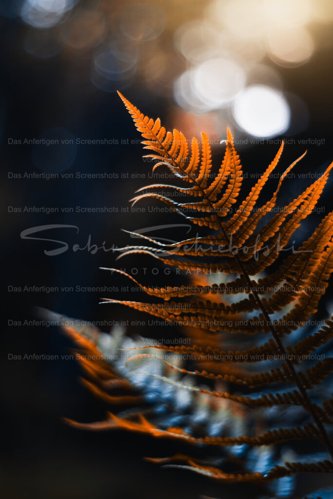 Farn-Magie | People- und Tierfotografie, Imageaufnahmen, Veranstaltungsfotografie und Wandbilder aus der Natur ★ Made in Germany ✔️ Druck + Downloads ✔️ Naturfotografie in Top Qualität ★ schneller Versand, weltweite Lieferung! - Realisiert mit Pictrs.com