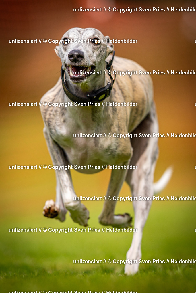 Sven Pries | 2024-09-22 - Hunderennen Baden-BadenPudelverein - Realisiert mit Pictrs.com