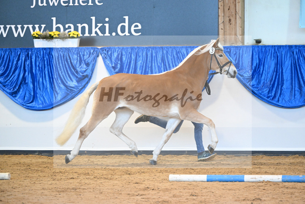 Kat-Nr. 3 Reika v. Bentley_Diethei_60221038 | hf-fotografie - Realisiert mit Pictrs.com