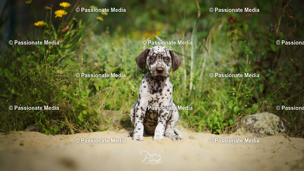 DSC06144 | Passionate Media, dein Fotograf aus Brandenburg, Märkisch Oderland, im Bereich Motorsport, Autos und Motorräder sowie Events und auch Hunde. Shootings oder auch Eventbegleitungen können bei mir gebucht we