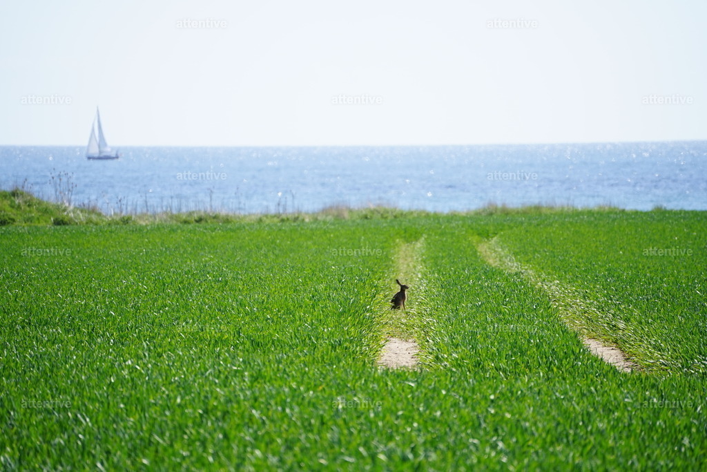 Löffel | Gebiet um Leuchtturm Staberhuk, Fehmarn, Deutschland - Realisiert mit Pictrs.com