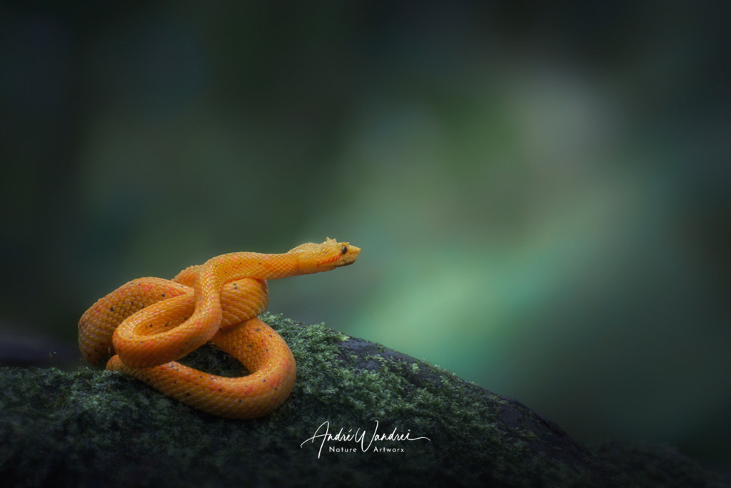 Der Lauerjäger | Andre Wandrei - Nature Artworx - Realisiert mit Pictrs.com