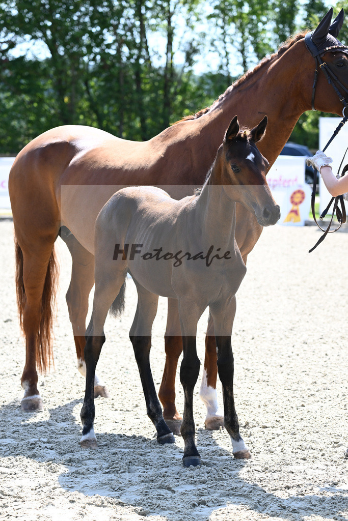 Kat-Nr. 42 SF Zuperman x Un Amore_Apfelbeck_28230769 | hf-fotografie - Realisiert mit Pictrs.com