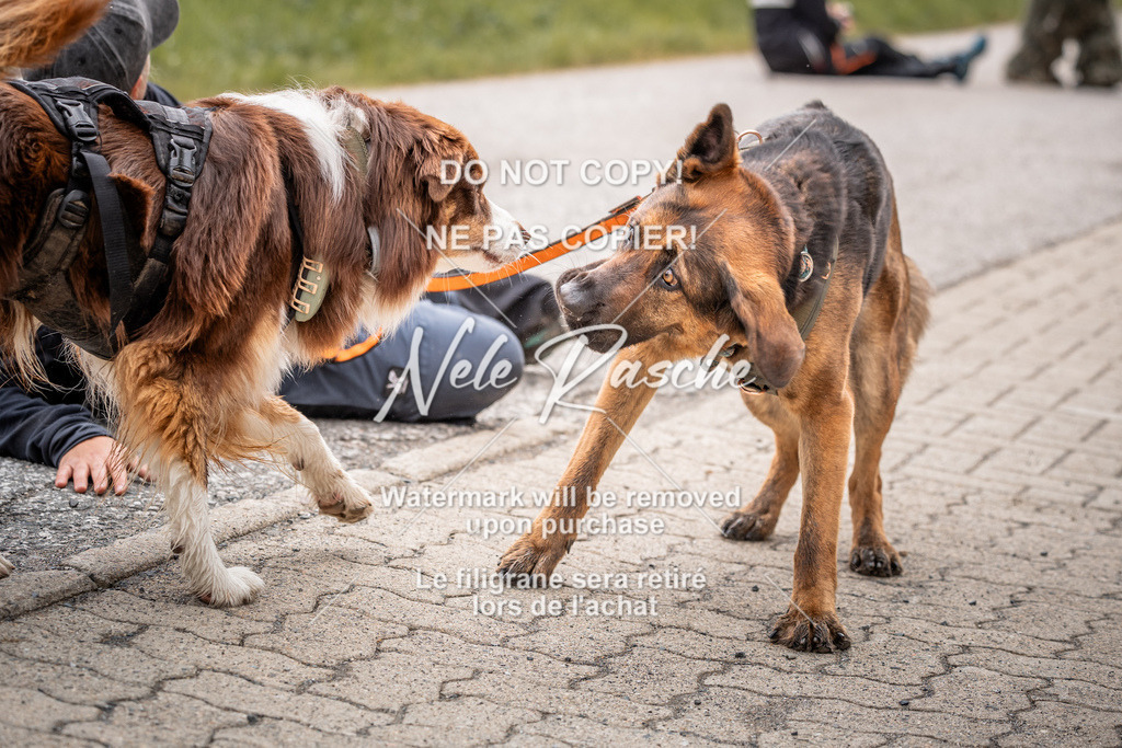 nelerasche_SoZieleinlauf_211 | nelerasche