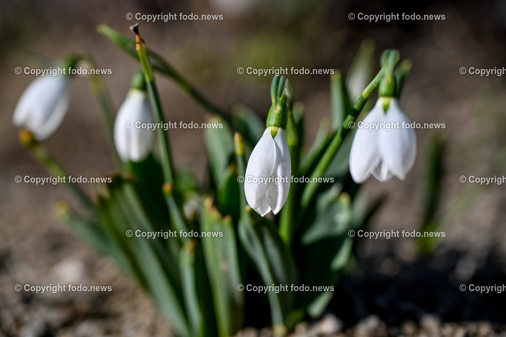 Fruehling_ Blumen_ Fruelingsboten_ 20.02.2025-5 | 20.02.2025, Linz, AUT, Fruehling, Blumen, Fruehlingsboten, im Bild Frühling, Blumen, Frühlingsboten, Fruehling, Fruelingsboten, Schneeglöckerl, Schneegloeckerl, Schneeglöckchen, Schneegloeckchen,  Blütenpflanze, Vorfrühling