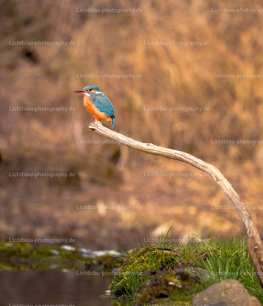 Eisvogel-28 | Hans-Bernd Lichtblau Photography. Finden Sie wunderschöne Fotografien aus Landschaft und Natur.  - Realisiert mit Pictrs.com