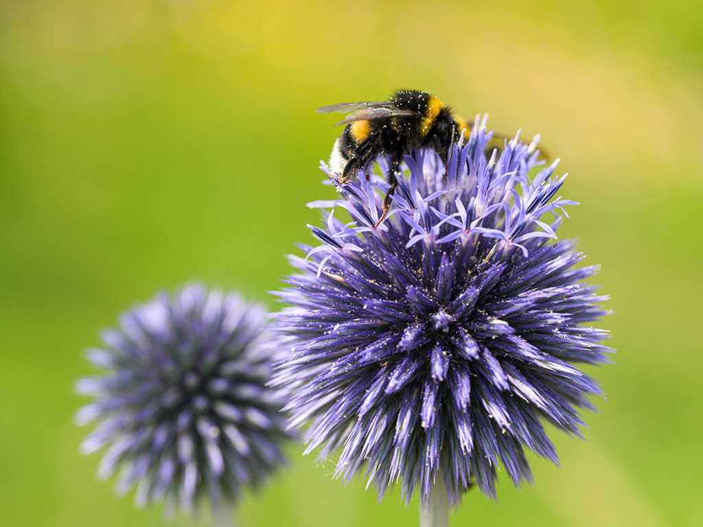 Hummel auf Kugeldistel | Auf einer Kugeldistel sammelt eine Hummel Nektar; blaue und grüne Farben vermitteln Sommerfrische. — Auflösung des Originals: 7000 x 5250 px. - Realisiert mit Pictrs.com