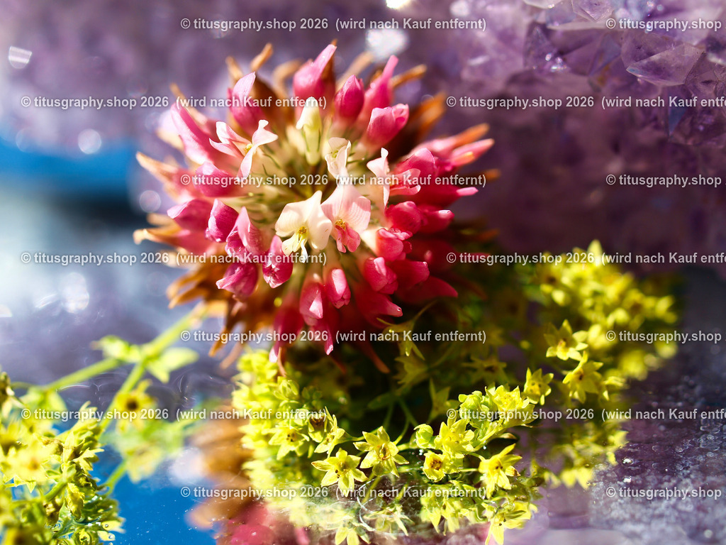 titusgraphy_P6261800-vz-ln | titusgraphy-shop: Geschenkideen mit Qualitätsfotos. titusgraphy-shop: gift ideas with quality photos. titusgraphy-shop: idées cadeaux avec photos de qualité.  - Realisiert mit Pictrs.com