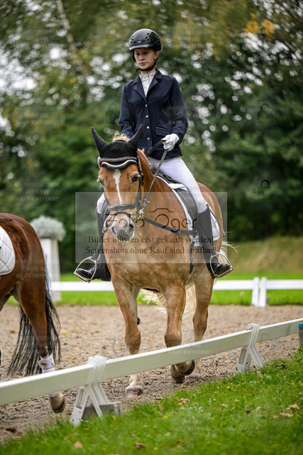 FOTO OGER | Entdecke hochwertige Reitturnierfotos von Foto Oger. Professionell, emotional und authentisch – jetzt Lieblingsmomente im Shop bestellen. - Realisiert mit Pictrs.com