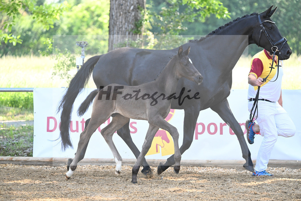 Kat-Nr. 8 HF DSP Feliciano_Weyer_14230198 | hf-fotografie - Realisiert mit Pictrs.com