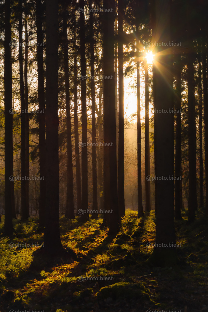 Waldbaden | Die untergehende Sonne im Winterwald. - Realisiert mit Pictrs.com