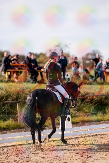 2026_10_03_Siefer-Hof_115740_Z81_98361978 | Professionelle Reitsport-, Turnier- und Eventfotografie von Robert Broda. Galerien mit ausgewählten und bearbeiteten Bildern direkt online ansehen und bestellen.