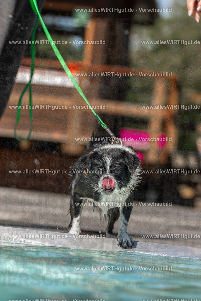 Hundeschwimmen_Volksbad_2026-allesWIRTHgut_Tierfotografie-2609061227-FAY06474 | Professionelle Tierfotografie in Mönchengladbach von Daniel Wirth (allesWIRTHgut). Liebevolle & natürliche Bilder von Hunden & Katzen für unvergessliche Erinnerungen.