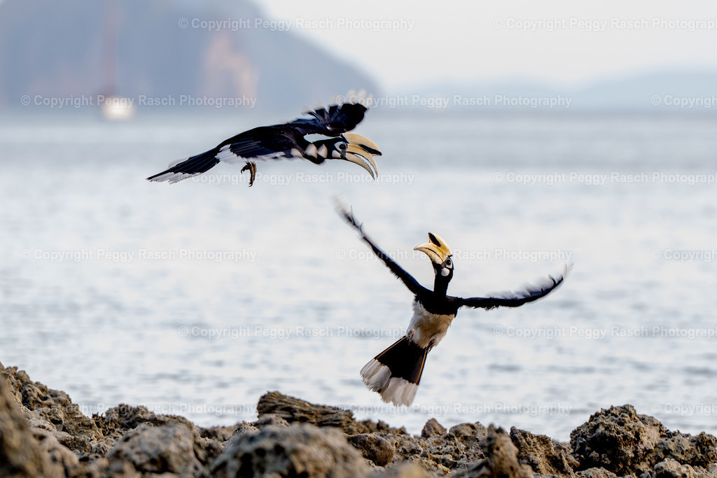 Thailand_Hornbills_2025 (2) | PeggyRaschPhotography - Realisiert mit Pictrs.com
